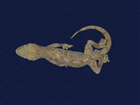 藏品(鉛山壁虎)的圖片